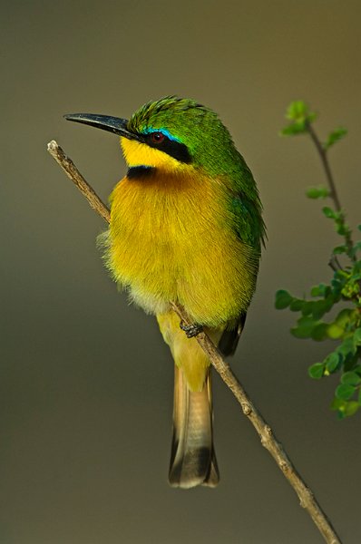 666 - bee eater 2 - MEAD BARRY - great britain.jpg
